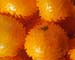 1orange_jiggle