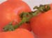 1tomato
